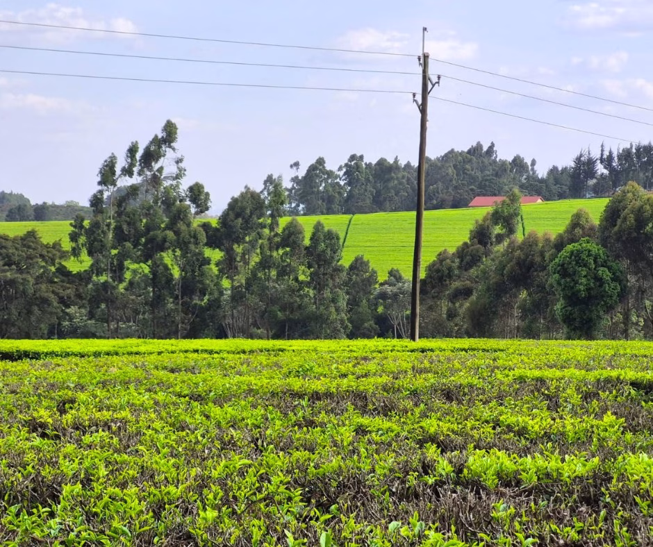 Prime Land  for Sale 12.5Acres in Tigoni , Kiambu